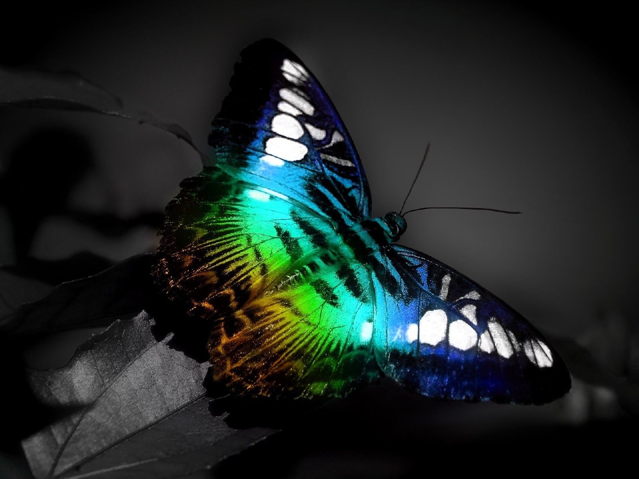 rainbow butterfly on - background, download wallpapers for desktop