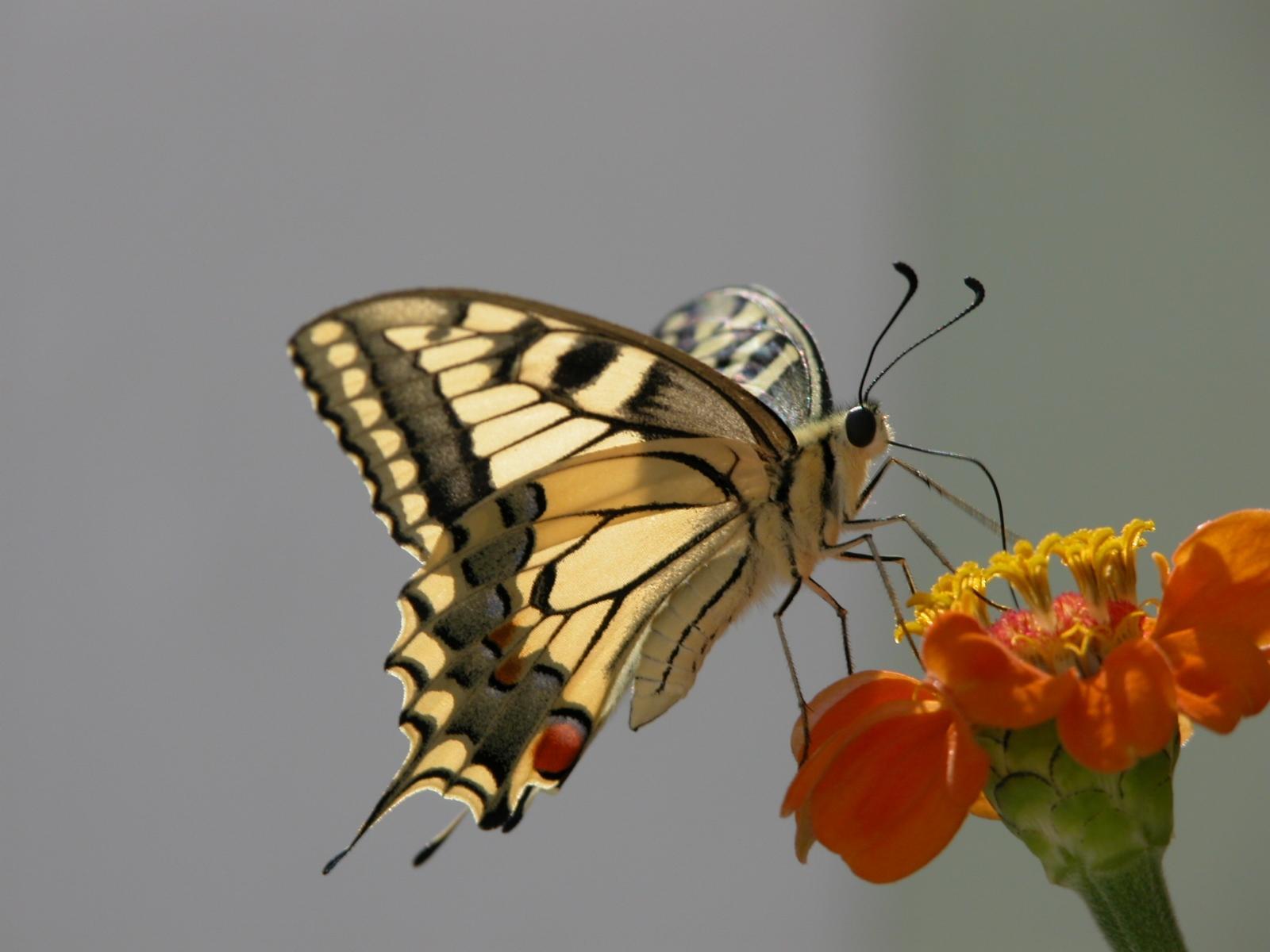 download photo,  butterfly on  color 