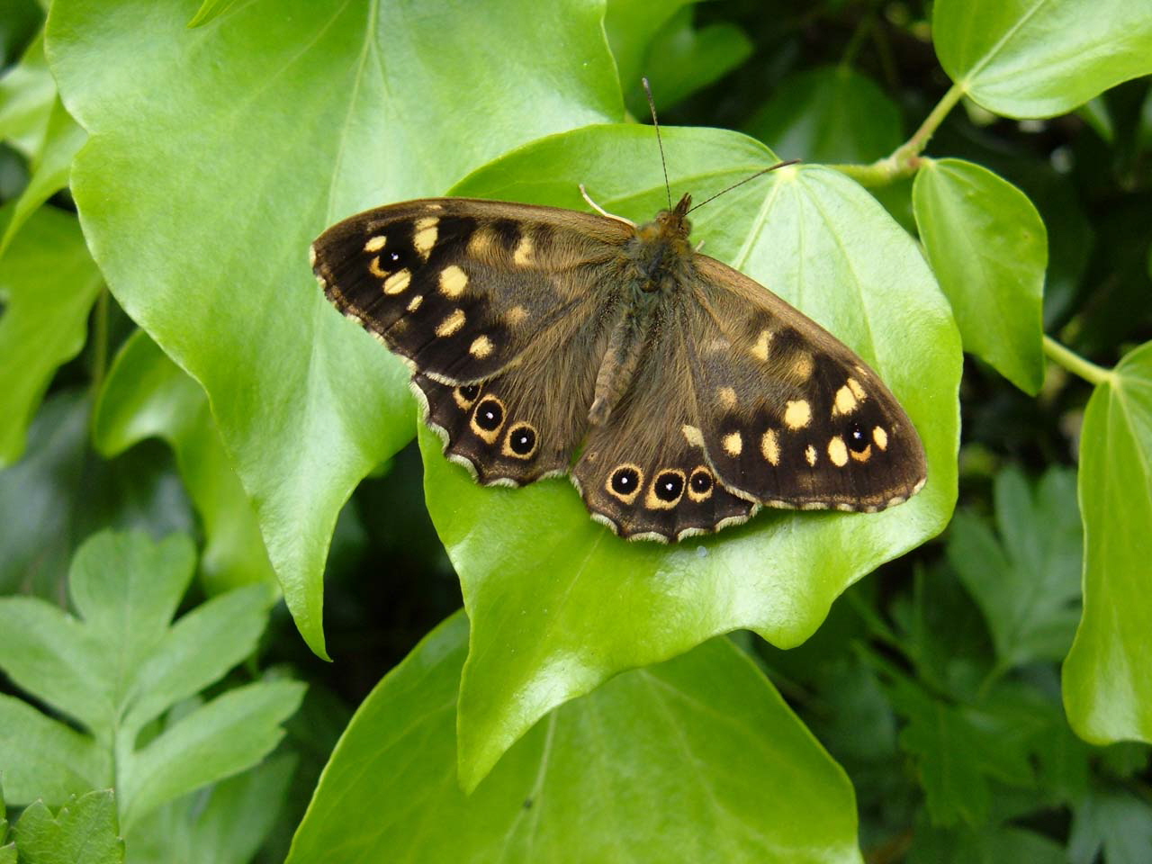  butterfly on green , download photo