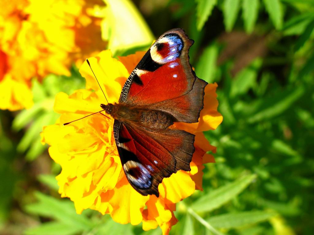 beautiful butterfly sits on   color , download photo