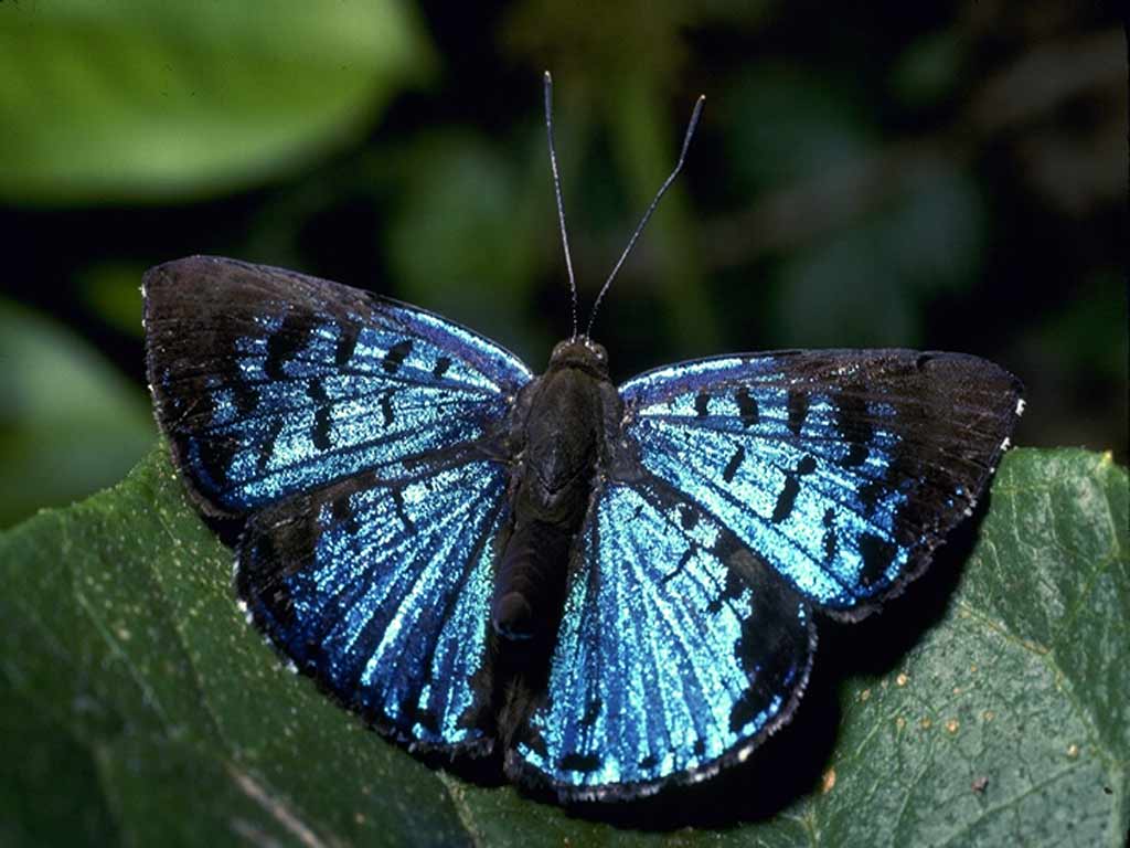 big beautiful -blue butterfly, butterfly wallpaper, wallpapers for desktop
