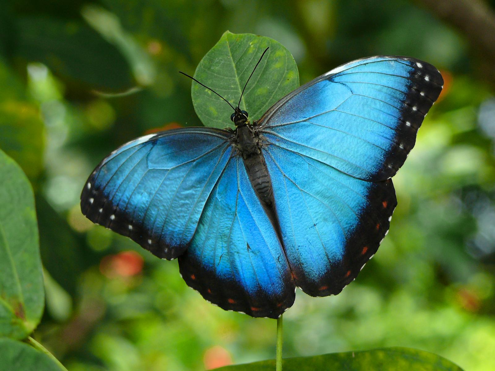 blue butterfly on background , download photo, wallpapers for desktop