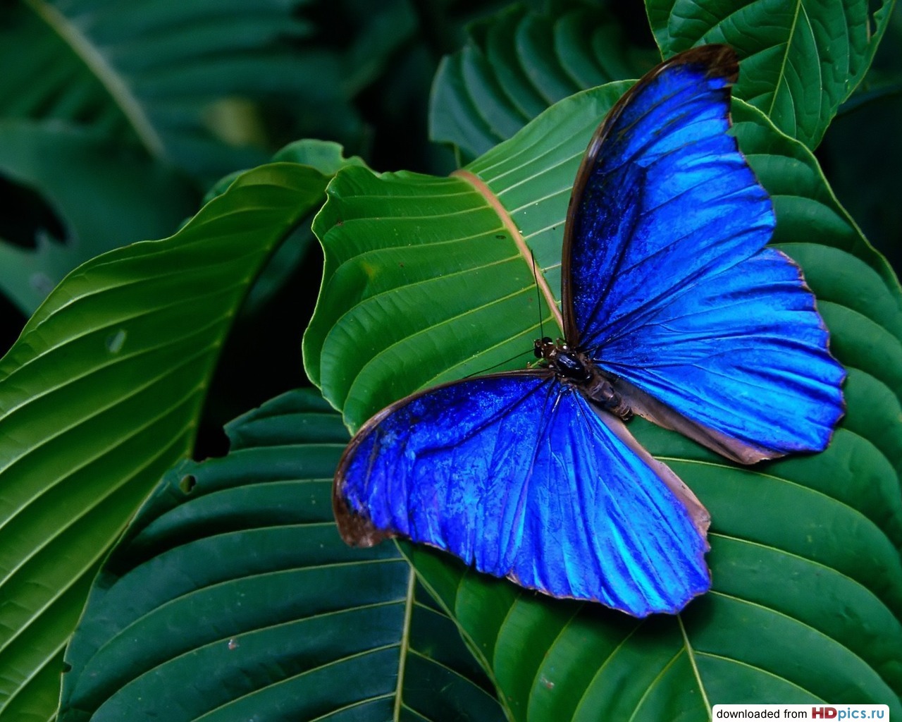  blue butterfly sits on green , download photo