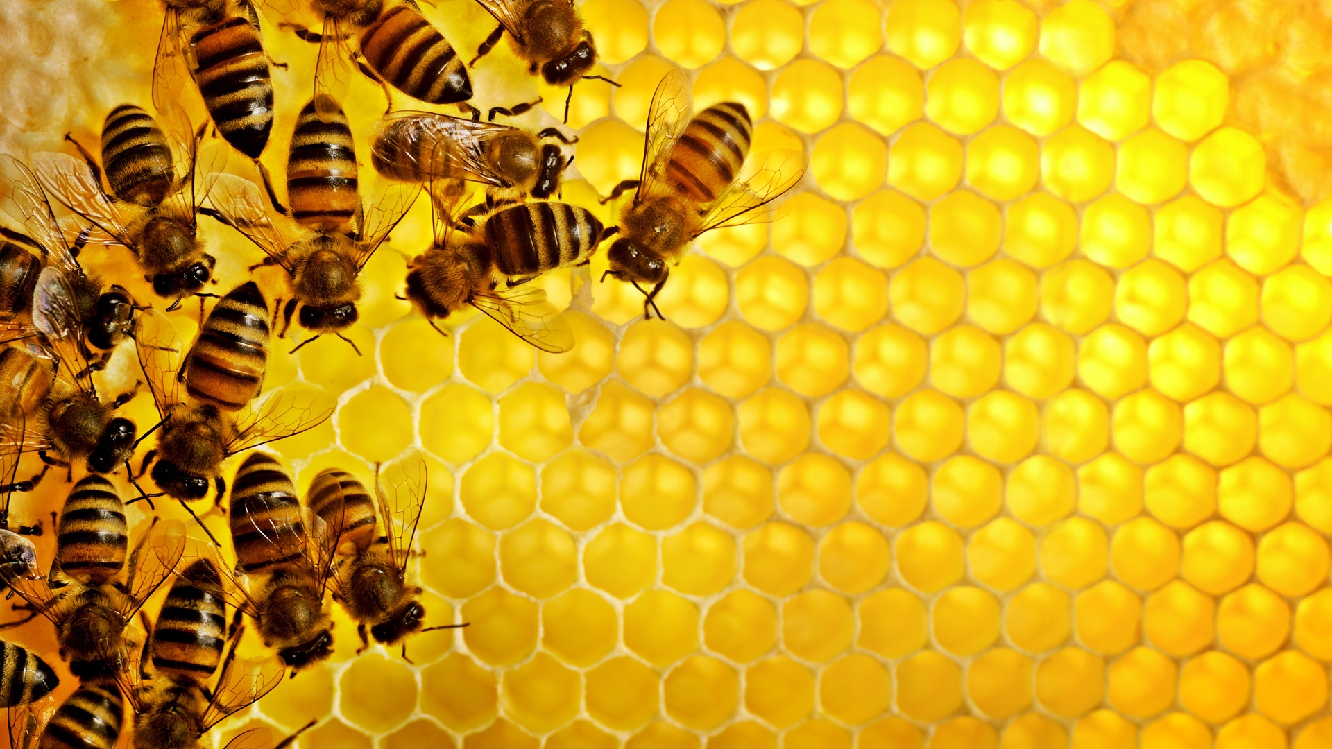 honey honeycomb, , download photo, Honey, wallpapers for desktop