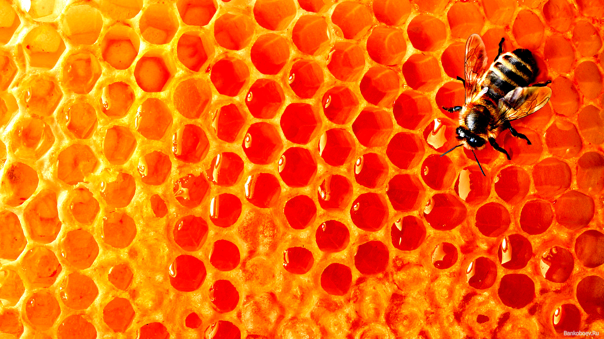 bee, Honey, honey honeycomb, download photo, wallpapers for desktop