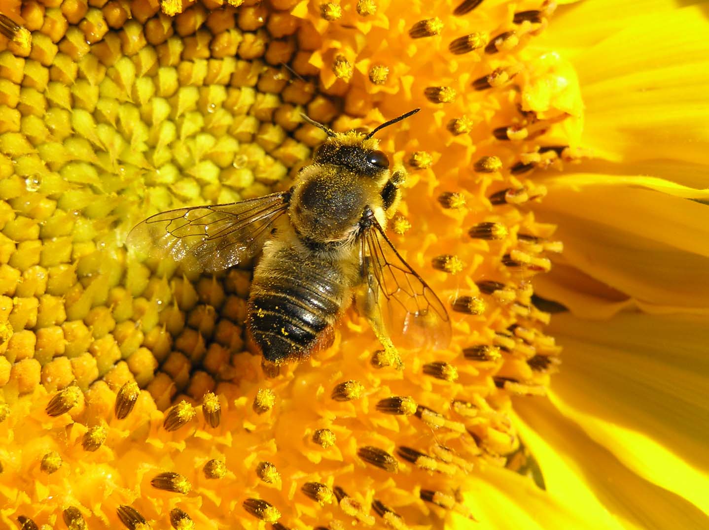 photo, bee on , flower, 