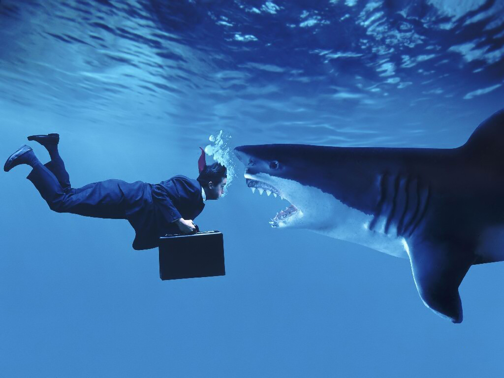 man and shark, Business, Businessmen, photo download, wallpapers