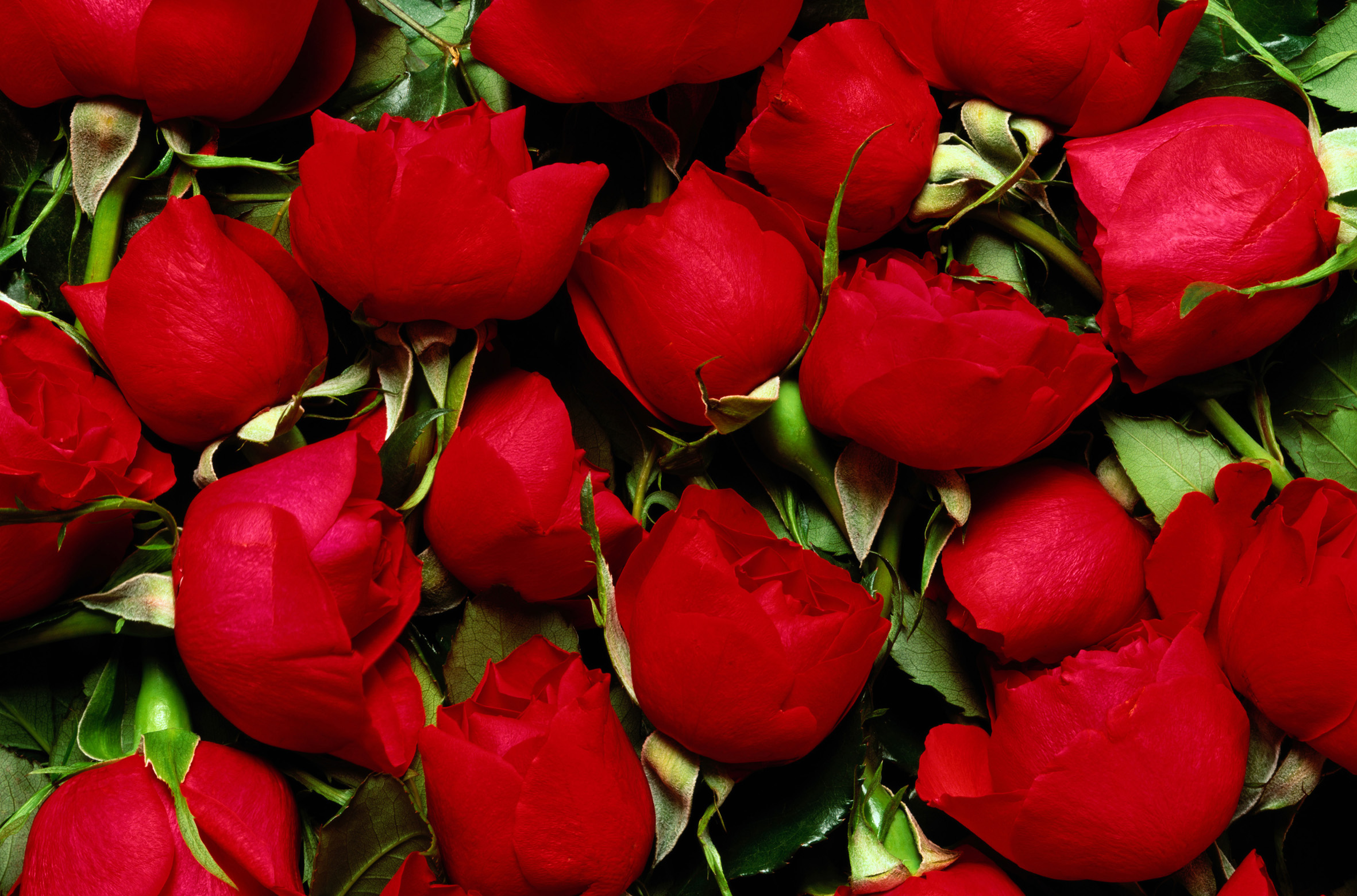 photo, many red roses, download photo, desktop wallpapers