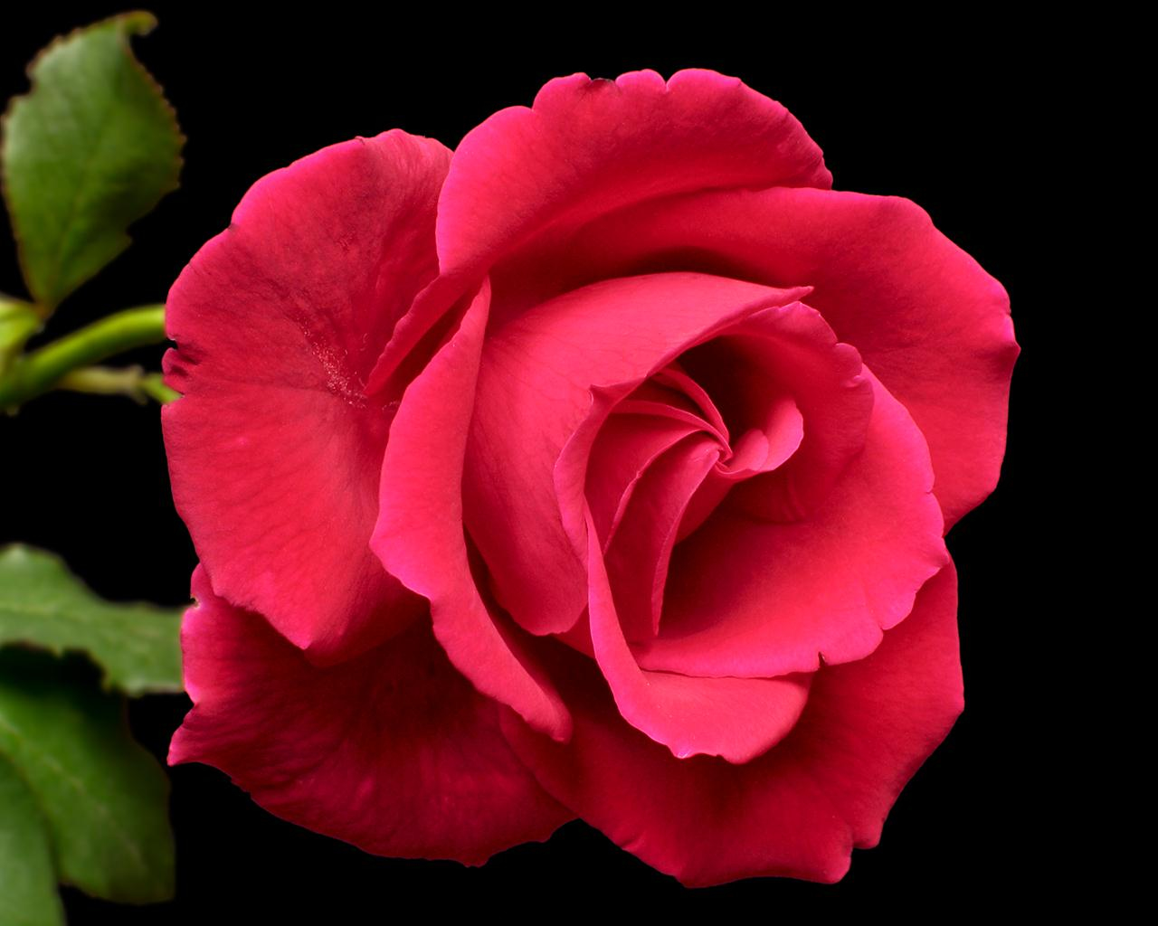 flower,   rose, download photo, desktop wallpapers