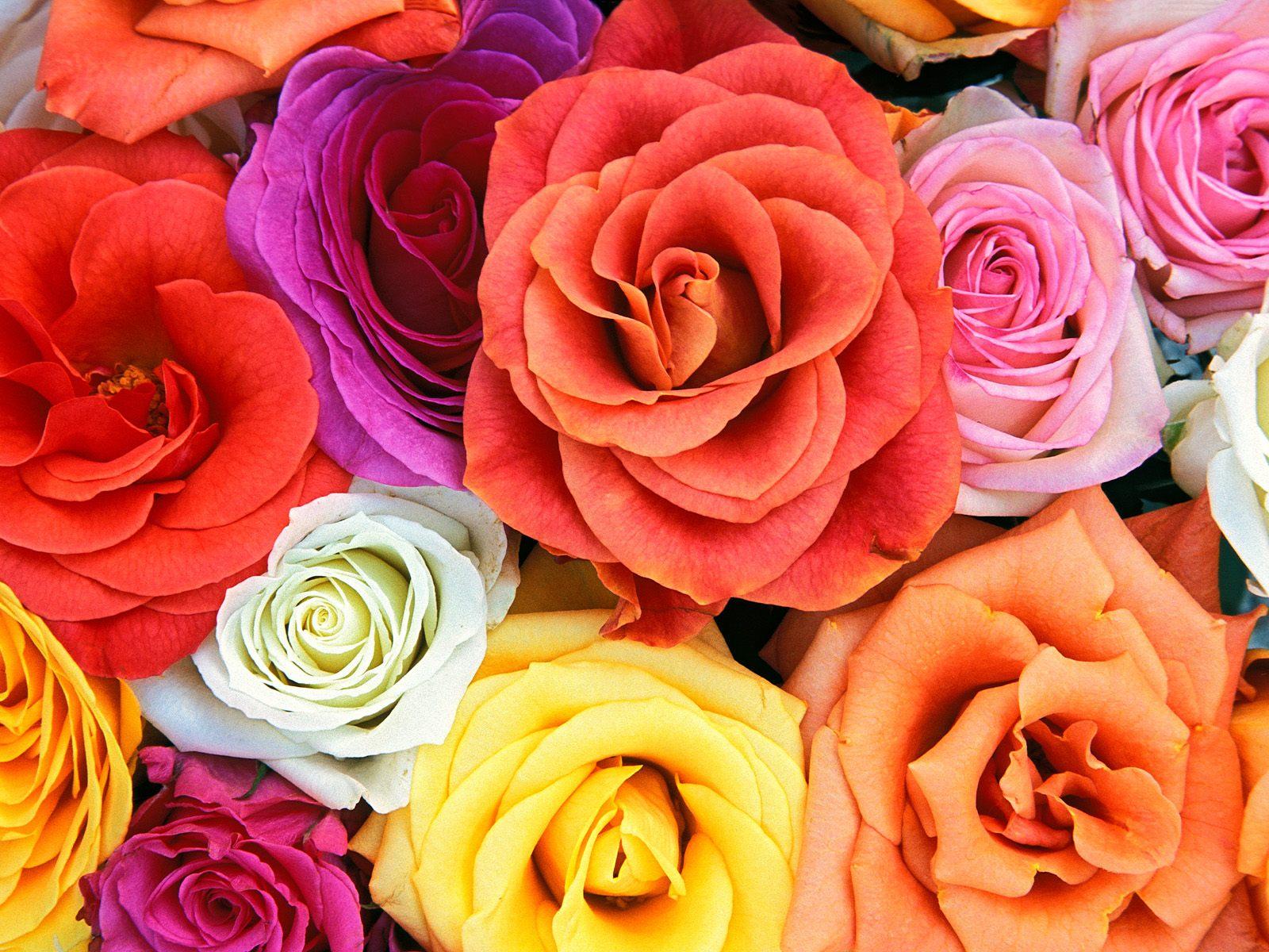 many  color  roses, Roses, download photo