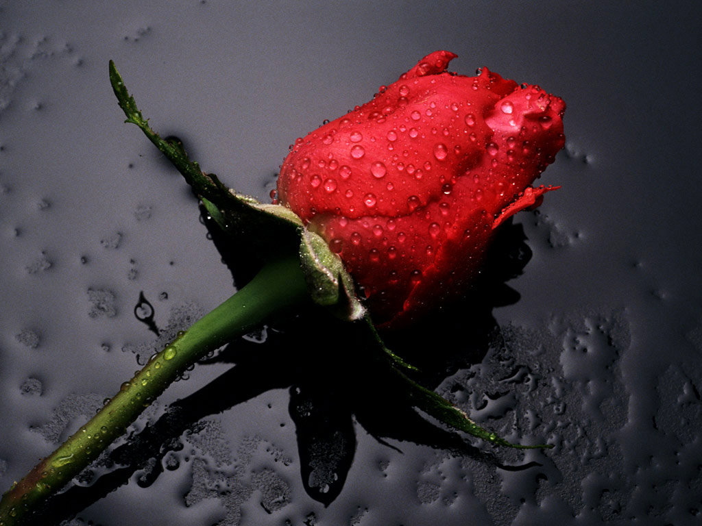 red rose in  water, download photo, desktop wallpapers