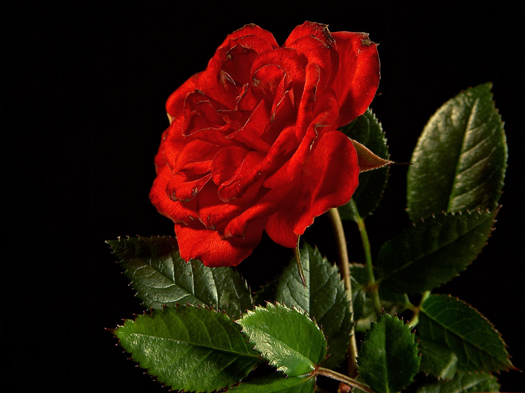 red rose on black background, download photo