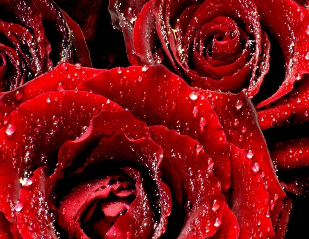 red rose wallpaper, download photo, red Roses, wallpapers for desktop