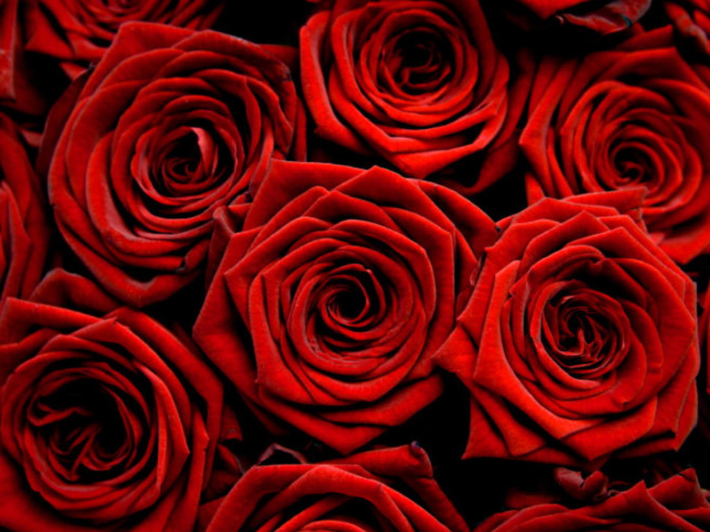  red roses, many red roses,  roses, download photo, Roses