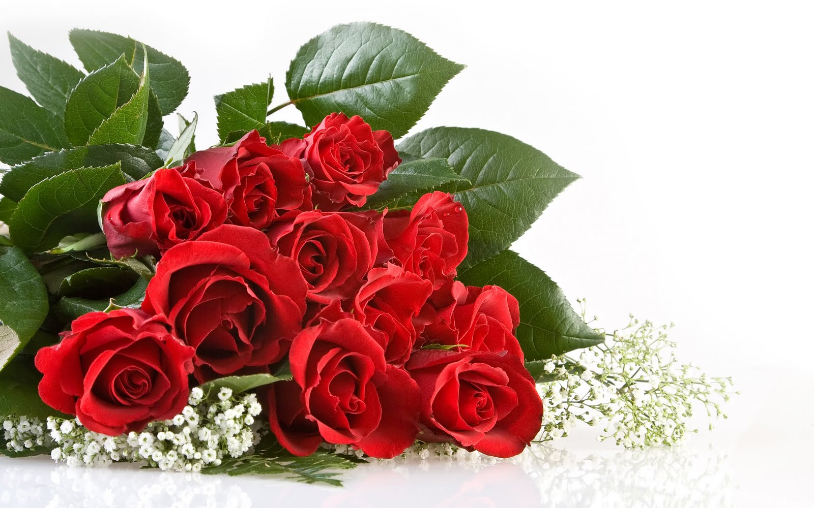  red  roses on white background, download photo, wallpapers for desktop